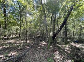141 Balmorea Dr