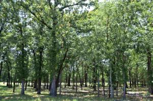Lot G12 Private Road 5987