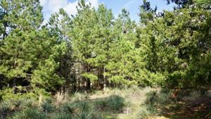 Lot 66 Durango Path