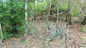 Lot 153 Pagosa Lane
