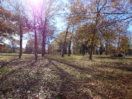 Lot 64 PR  5941