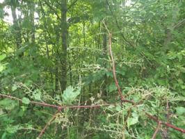Lot 83 Shoreside Dr.