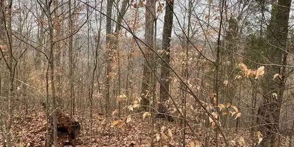 Lot 51 Griffin Trail