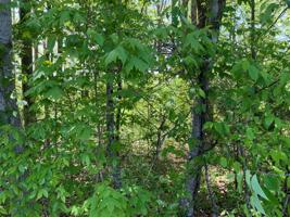 Lot 110 Faix Rd