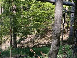Lot 158 Shoshoni Rd