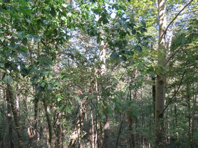 0.46 AC Lake View Drive