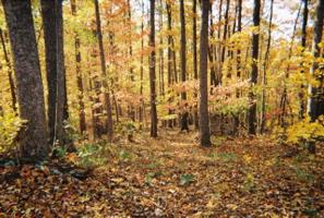 13 AC Willow Grove Hwy.