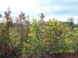 Lot 10 Pollard Cemetary Rd.