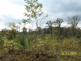 Lot 11 Pollard Cemetary Rd.