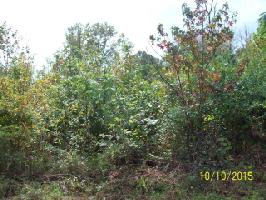 Lot 13 Pollard Cemetary Rd.