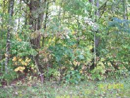 Lot 14 Pollard Cemetary Rd.