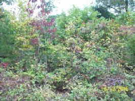 Lot 18 Pollard Cemetary Rd.