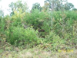 Lot 19 Pollard Cemetary Rd.