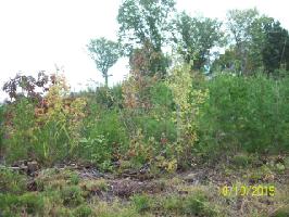 Lot 20 Pollard Cemetary Rd.