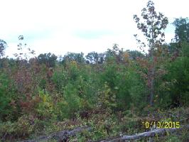 Lot 21 Pollard Cemetary Rd.