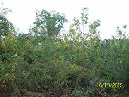 Lot 23 Pollard Cemetary Rd.