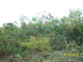 Lot 24 Pollard Cemetary Rd.