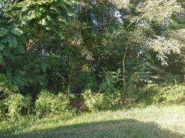 113 Valarian Dr