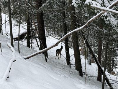 TBD Lot 7 Caron 0.4 Drive