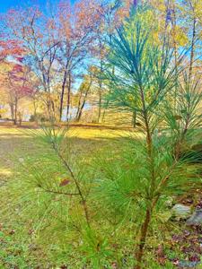 .71 Acres County Road 129