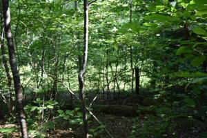 0 ROBINSON BOTTOM Rd