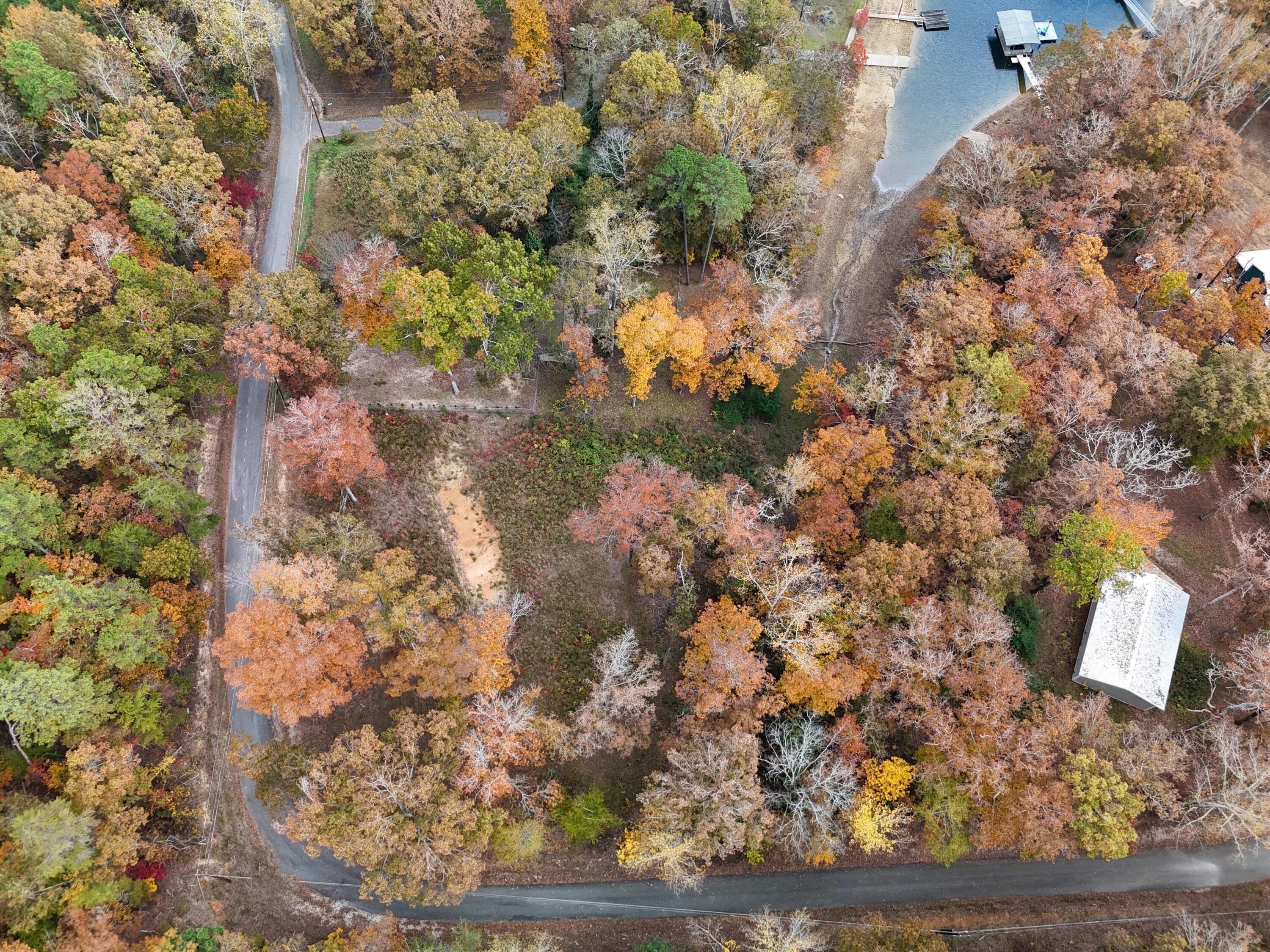 Image 2: RaccoonBranch-5