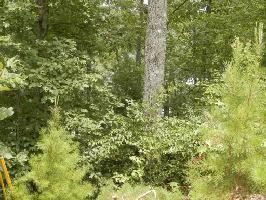 LOT #1 SPRUCE CIRCLE