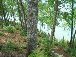SIPSEY OVERLOOK
