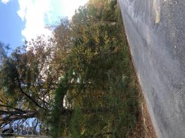 CO RD 3902