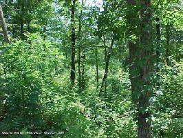 LOT #38 BRUSHY CREEK MAIN
