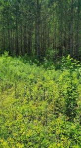 LOT # 16 HIGHLAND SHORES SUBDIVISION