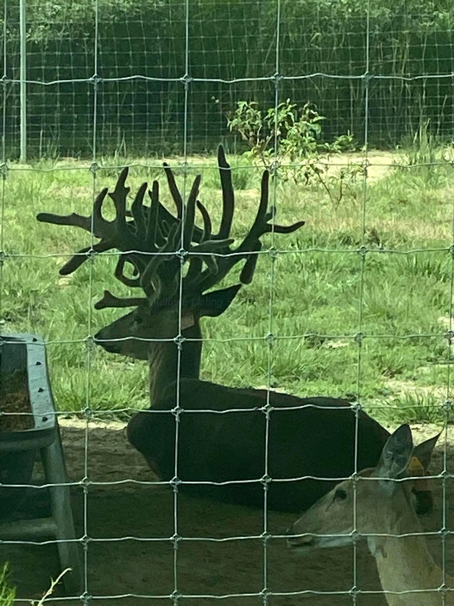 Image 2: Wildlife