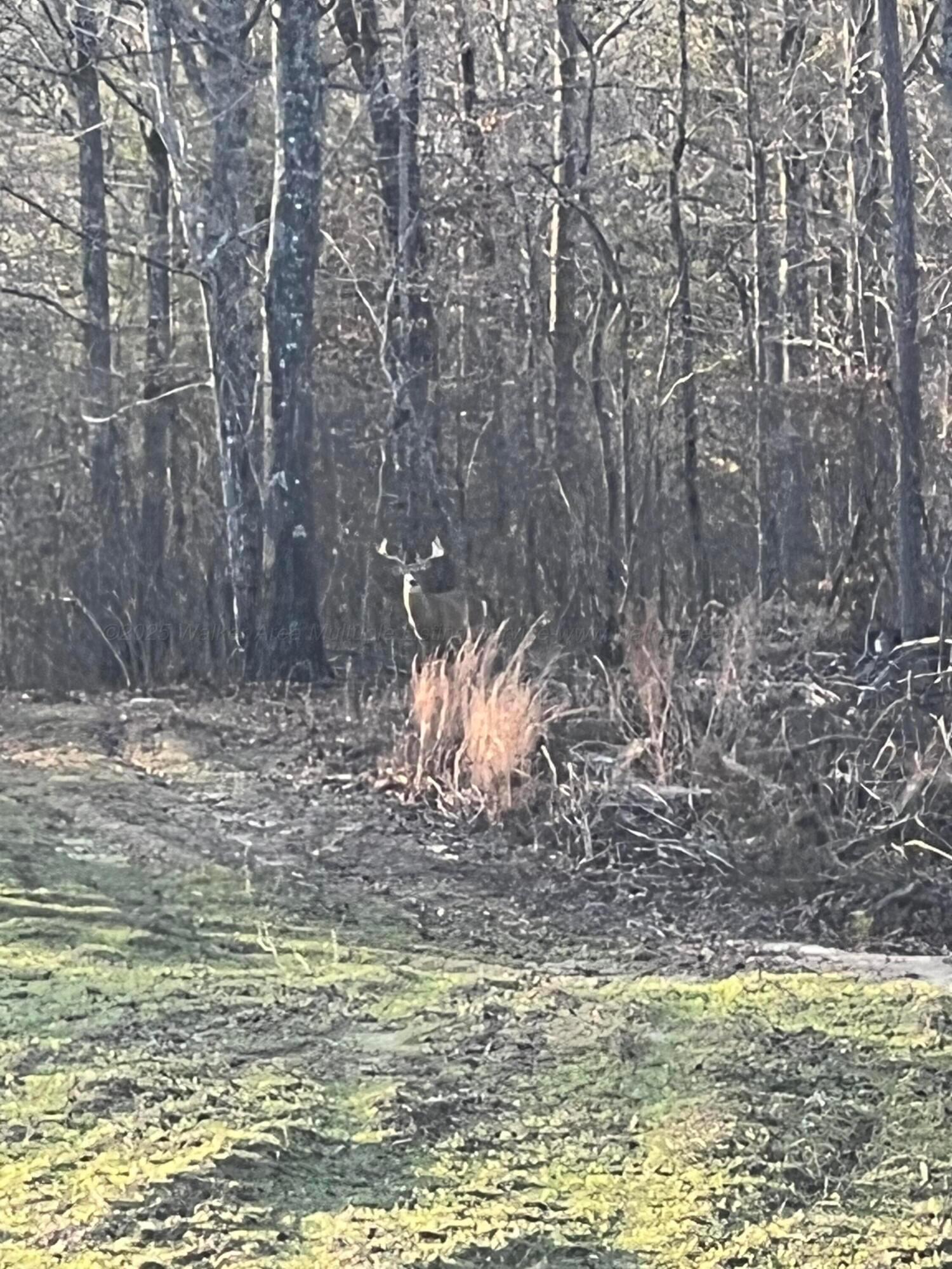 Image 3: Wildlife