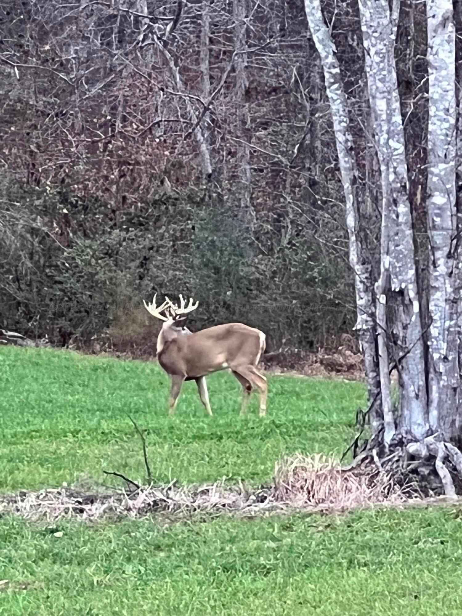 Image 4: Wildlife