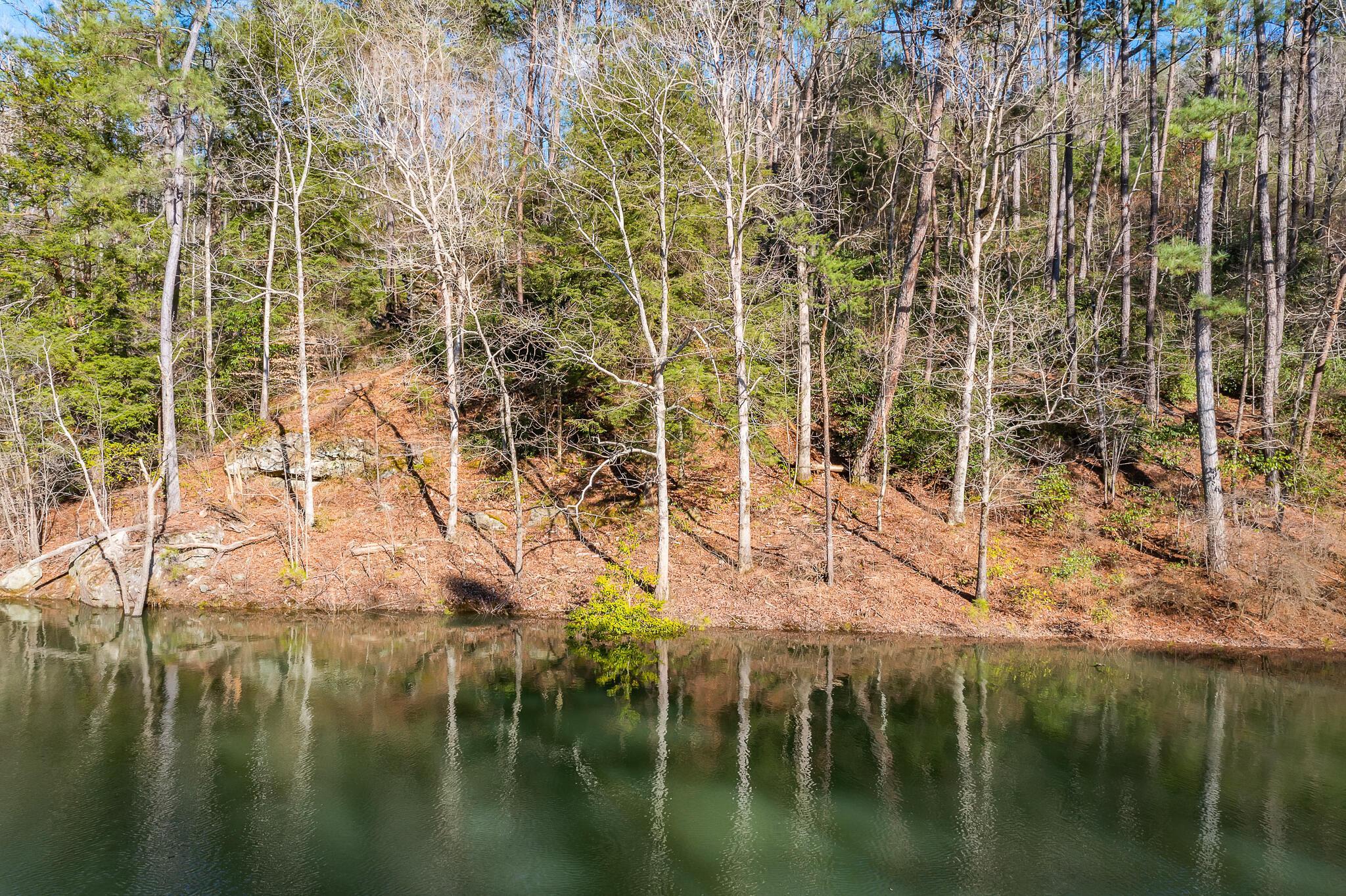 Image 4: Wooded Lot