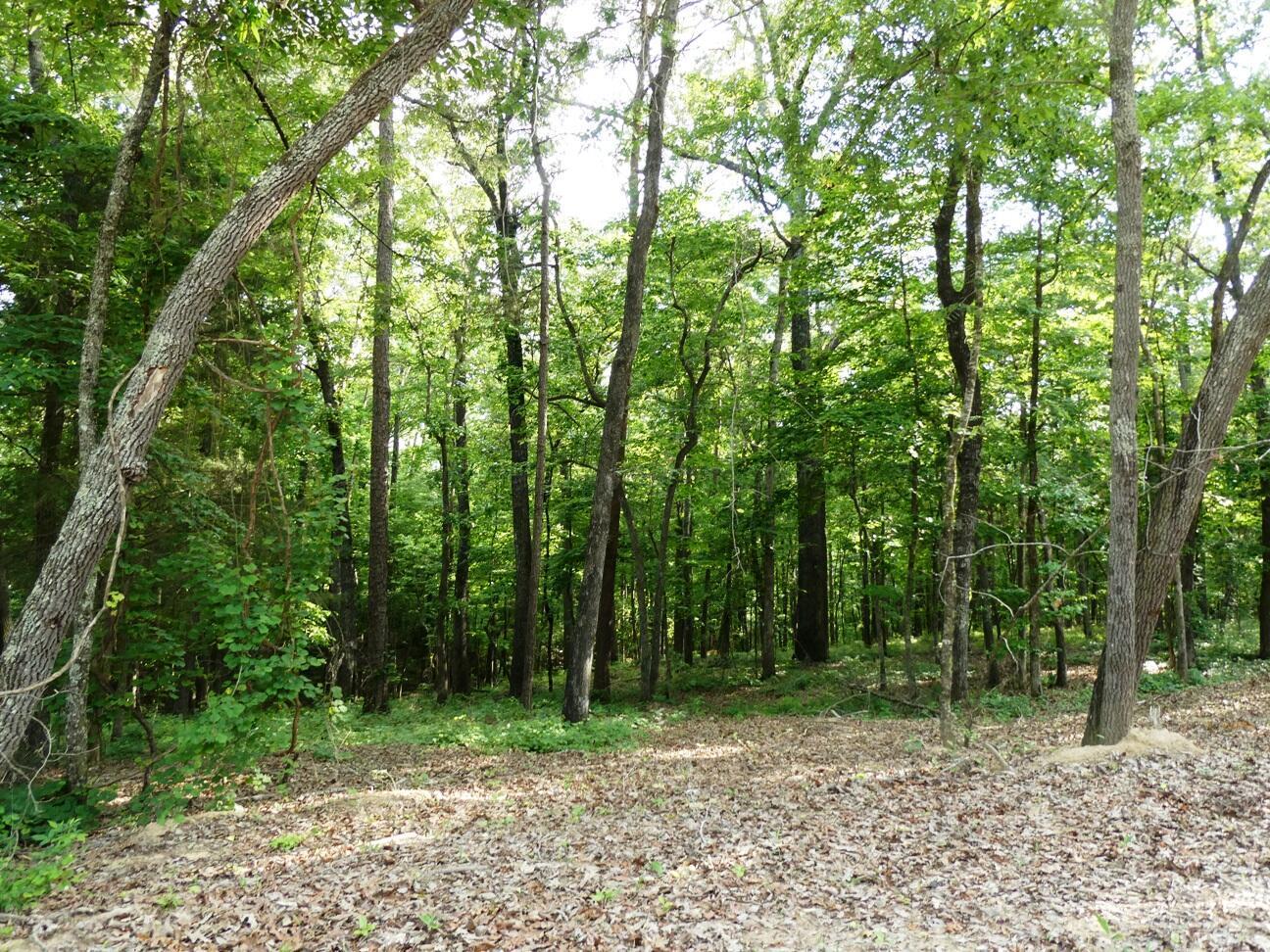 Image 1: Front of lot