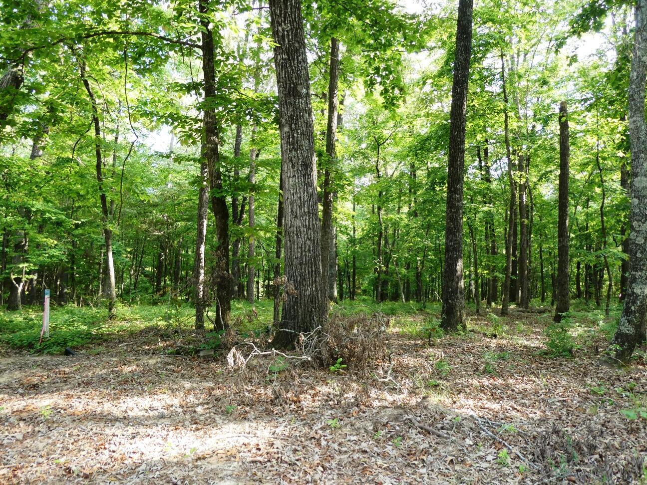 Image 4: Lot 50 view 4