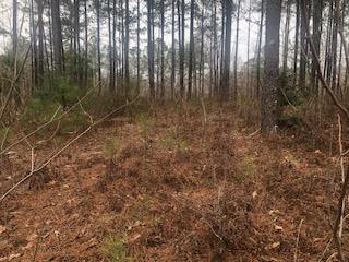 Image 4: Private area to build, from road.
