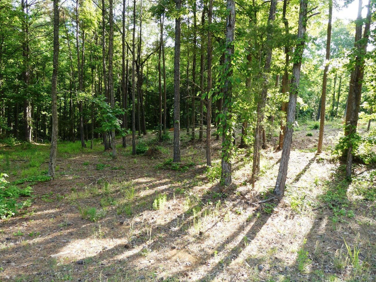 Image 1: View of lot from the road