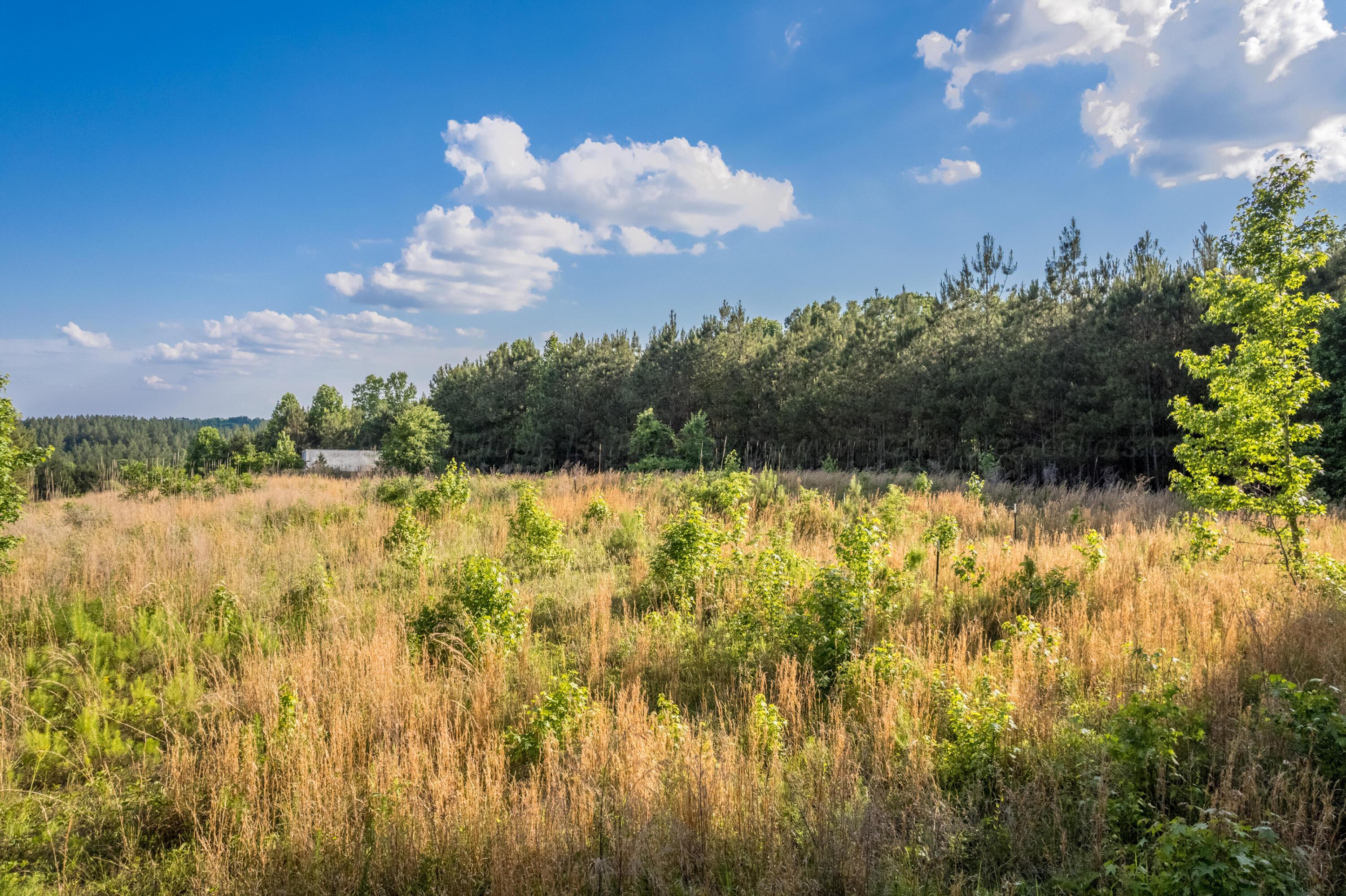 Image 4: Cleared Area