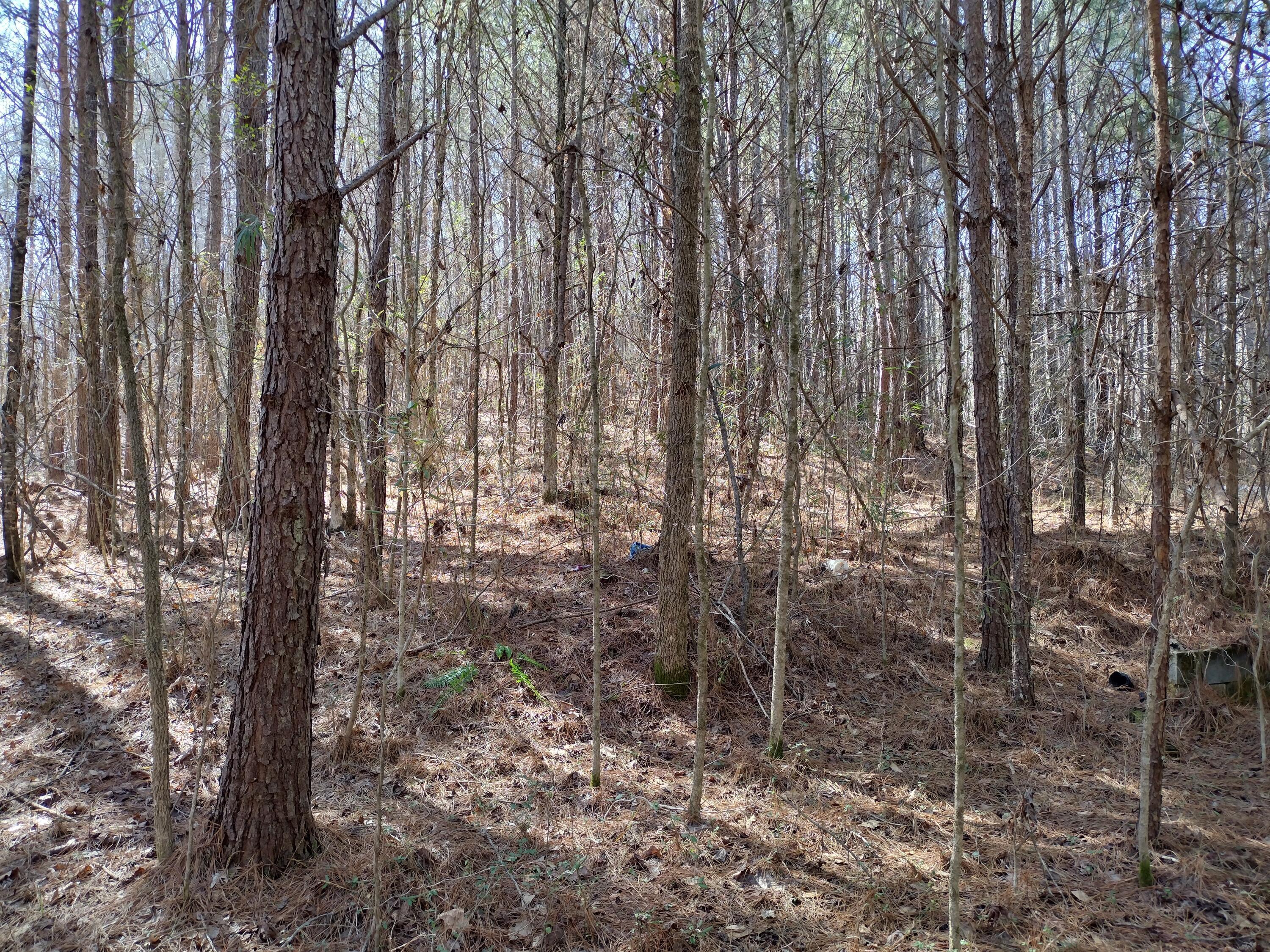Image 4: Land