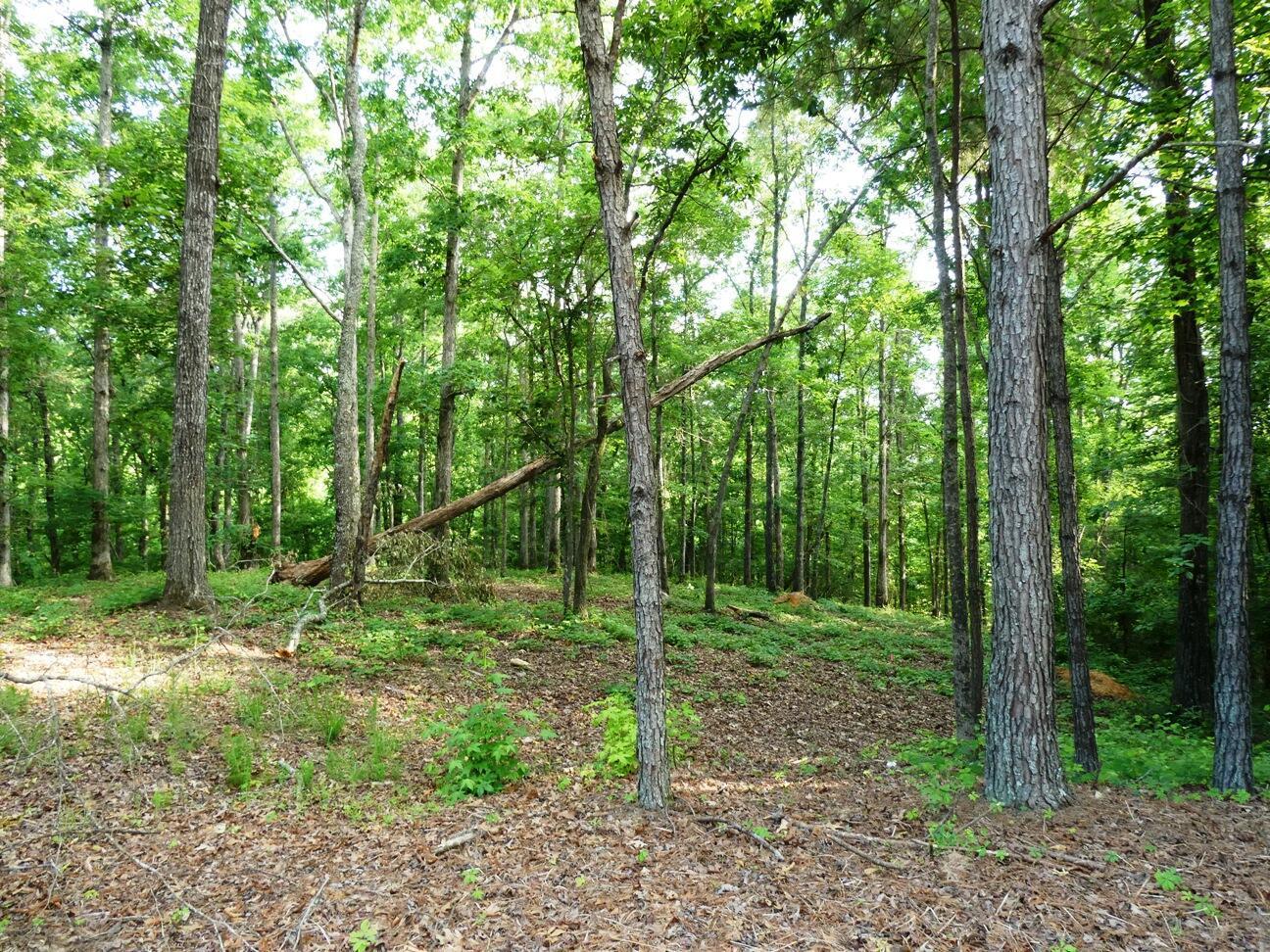Image 2: Lot 77 view 2