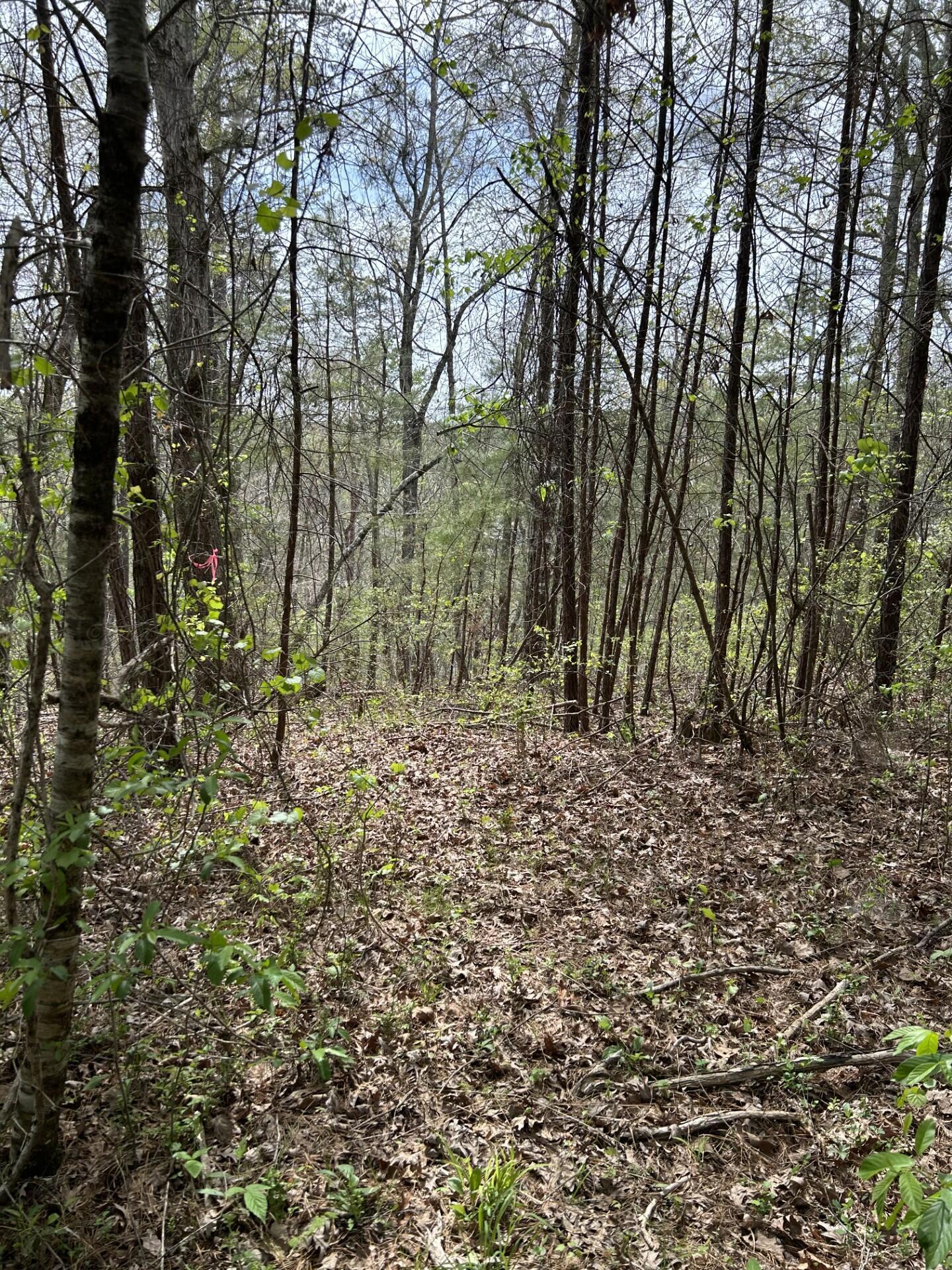Image 3: Beautiful wooded lot