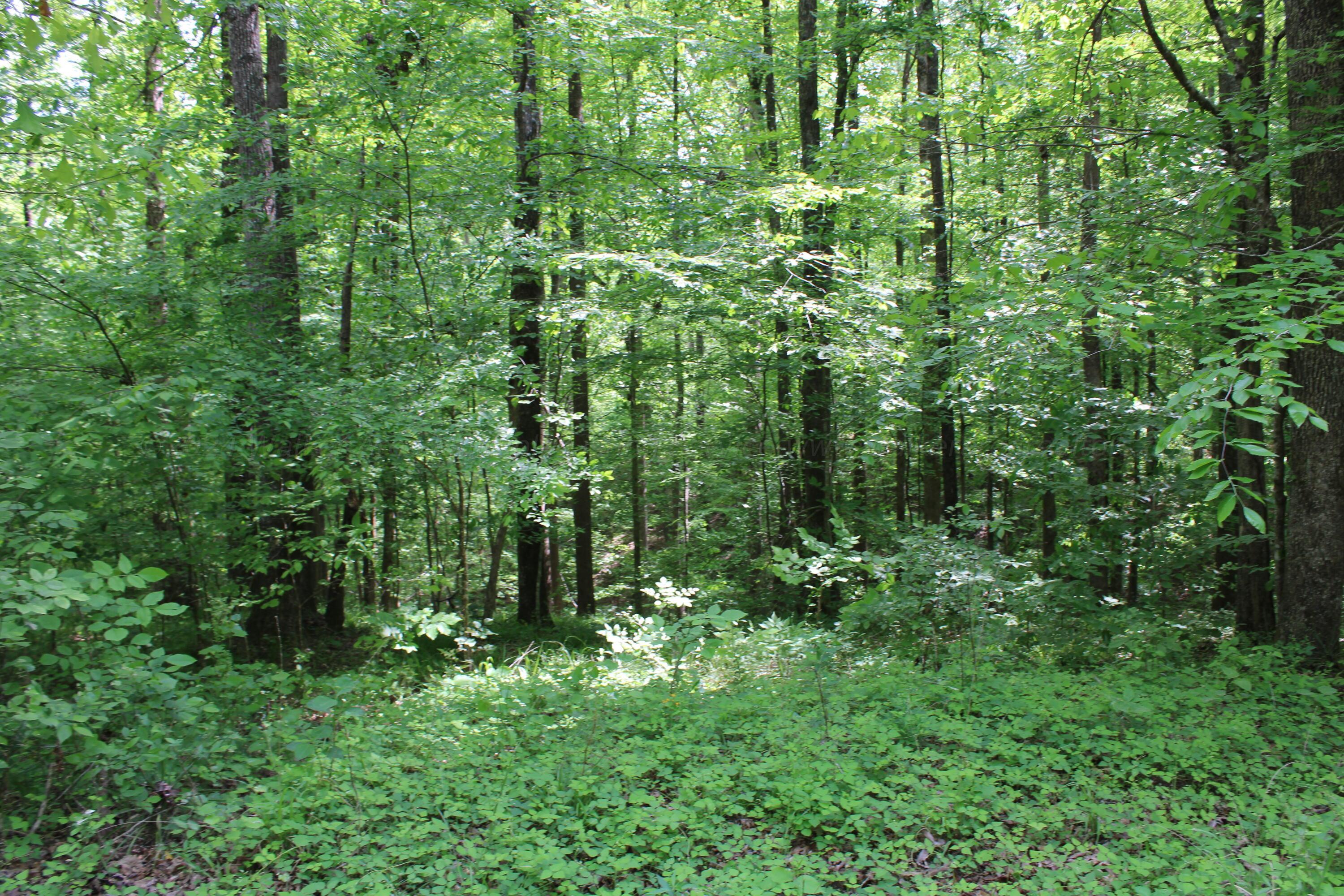 Image 4: IMG_2001
