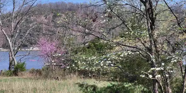 Emerald Hills