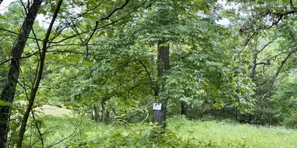 15 acres Lake Honey Bear