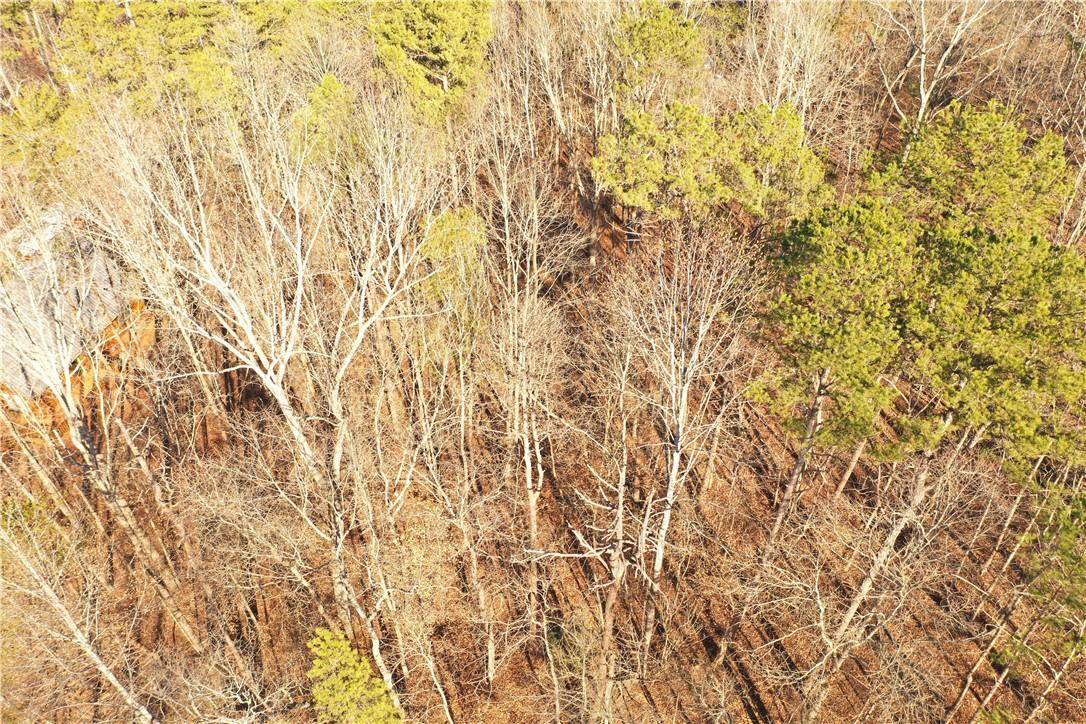 Image 3: An aerial view showcases a vibrant forest with a m