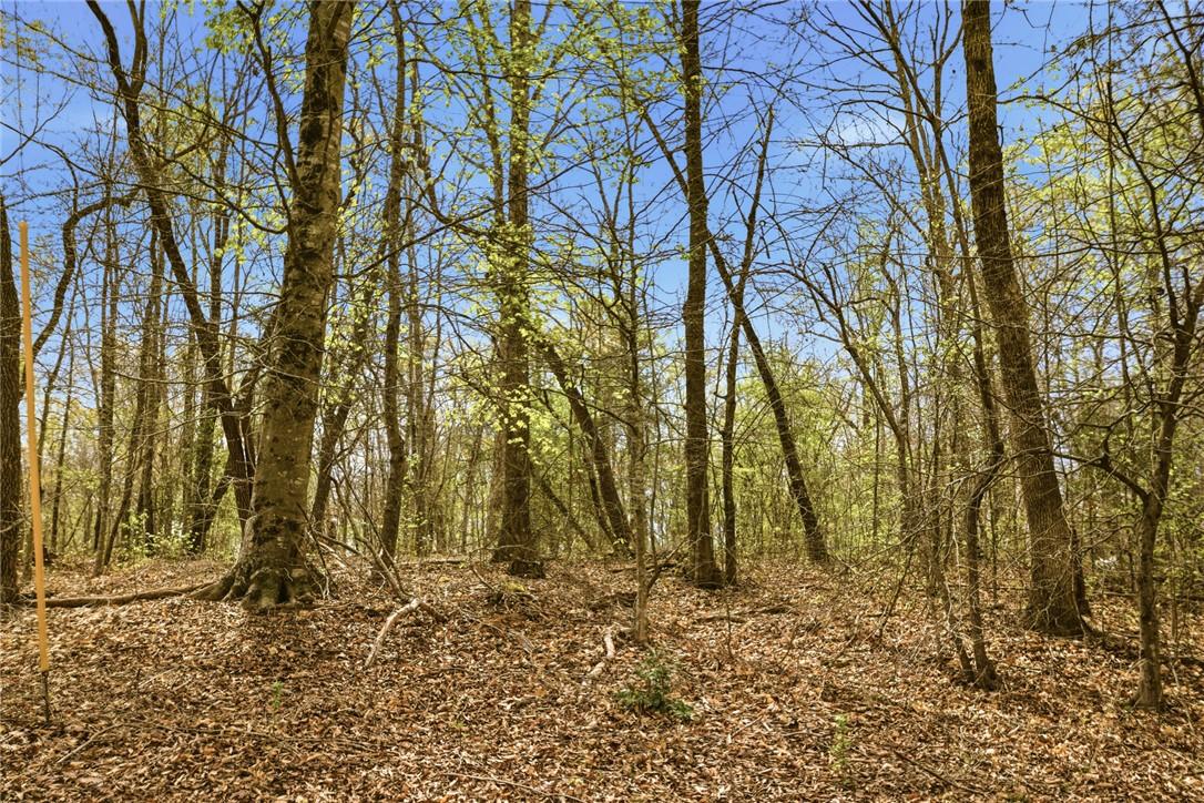 Image 3: Mature trees and abundant natural light create an