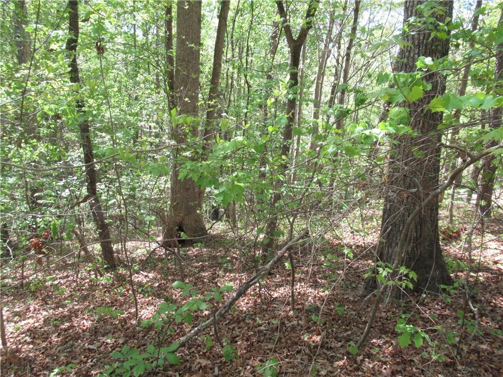 Image 2: A tranquil wooded area, perfect for creating a sec