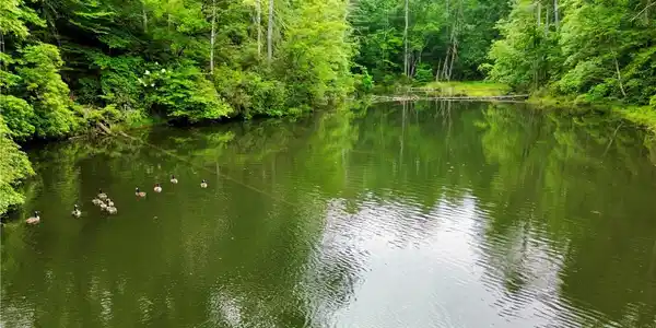 Image 4: Pond Front